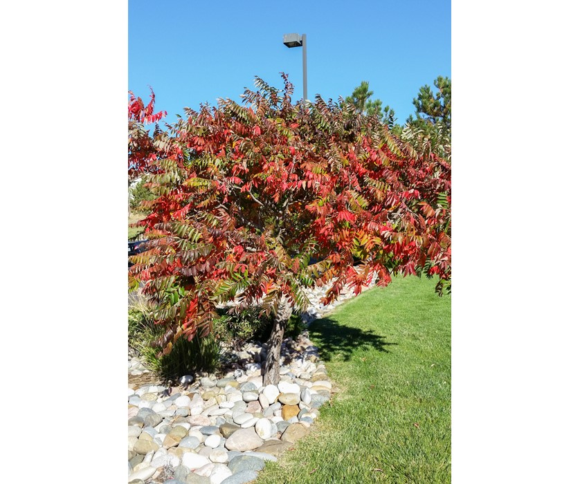 Staghorn Sumac